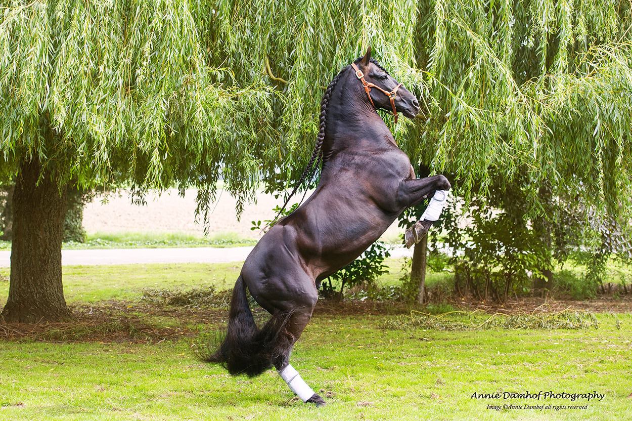 PRE Andalusians Stallions At Stud